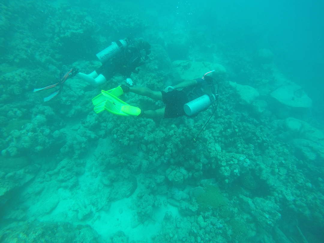 Best Scuba Diving in Aruba