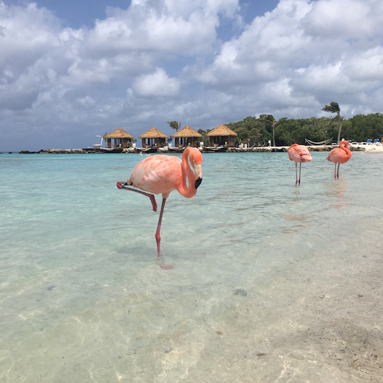 Renaissance Island, Flamingo Beach Aruba