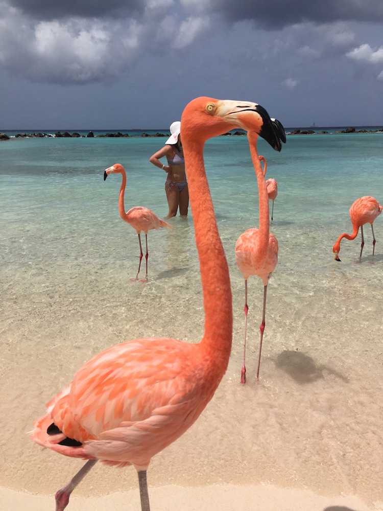 Renaissance Island, Flamingo Beach Aruba